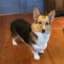 June Bug - Pembroke Welsh Corgi