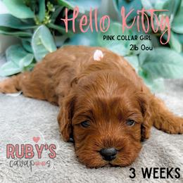Cavapoo Puppies from Ruby's Cavapoos