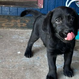 Harry - Black Labrador Retriever puppy in Eugene, Oregon from LakeHouse Labrador Retriever LLC
