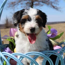 May - Blue merle female Aussiedoodle puppy in Hopkins, Missouri from Mowry Creek Mini Aussiedoodles and More
