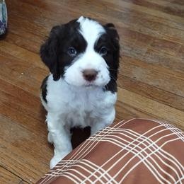 Expectant - Liver and white male English Springer Spaniel puppy in Kingsport, Tennessee from Leandra's English Springer Spaniels