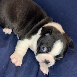 Boston Terrier Puppies from The Gentlemen Breed