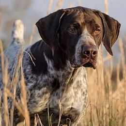 German Shorthaired Pointers from QuietStorm German Shorthaired Pointers Reg.