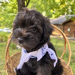 Pepper - Liver male Miniature Schnauzer puppy in Charlotte, Tennessee from Heritage Miniature Schnauzers