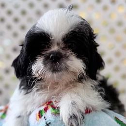 Stella - Sable and white female Shih Tzu puppy in Victorville, California from Precioustzus