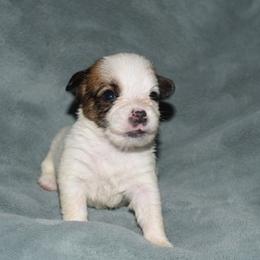 Ina Boy 1 - White and tan male Russell Terrier puppy in Middletown, Virginia from DBF Russell Terriers