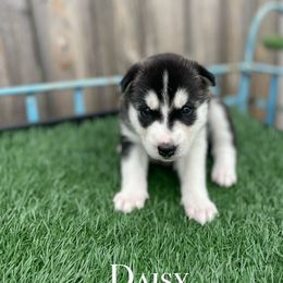 Siberian Husky Puppies from Husky Love and Pups