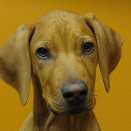 Cavalier King Charles Spaniels, Rhodesian Ridgebacks, and Salukis from Tubila