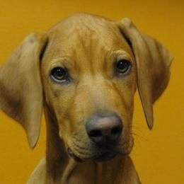 Cavalier King Charles Spaniels, Rhodesian Ridgebacks, and Salukis from Tubila