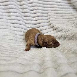 Lavender Collar - Female - Yellow female Labrador Retriever puppy in Boyd, Minnesota from Lindley Labradors