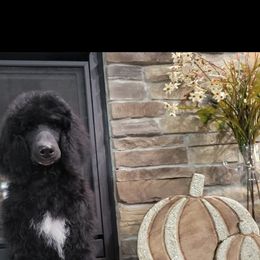 Poodle Puppies from McPoodle Dog Ranch