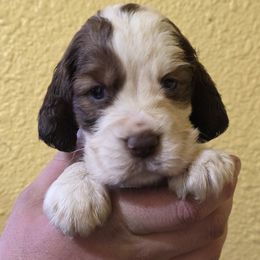 Kessie - Liver and white female English Springer Spaniel puppy in Florida from Thunderbird Springers