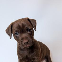 Screaming Mimi - female Patterdale Terrier puppy in Yucaipa, California from Moormont Kennels