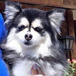 Sheikah - Pomsky