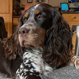 Georgia - English Springer Spaniel
