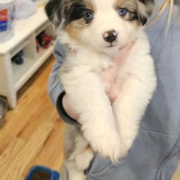 Miniature Australian Shepherd Puppies from Carter's Cuties