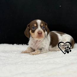 Pokey (smooth coat) - Piebald male Dachshund puppy in Nashville, Arkansas from Cuddles n Curls