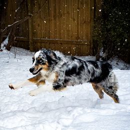 Satsuki - Australian Shepherd