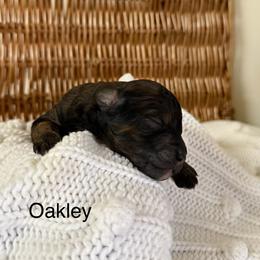 Oakley - Black male Bernedoodle puppy in Fallon, Nevada from Wild Roots Doodles