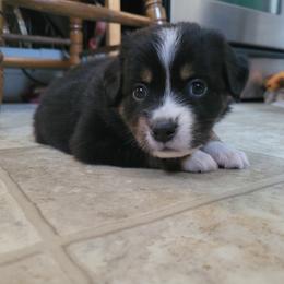 Miniature Australian Shepherd Puppies from Rutland Aussies