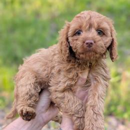 Daisy - Red female Cavapoo puppy in Coshocton, Ohio from Forever Family Puppies