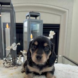 Petunia - Black and tan female Dachshund puppy in Menifee, California from Dachshunds in SoCal