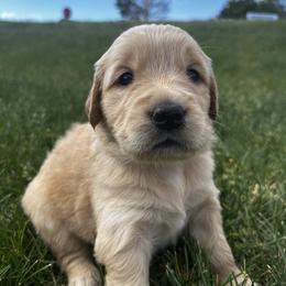 Muffin - Golden female Golden Retriever puppy in Peyton, Colorado from Jana Belanger