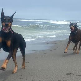 Doberman Pinschers from D'Acres Dobermans