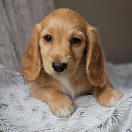 Ember - Red female Dachshund puppy in Pasco, Washington from Loyal Lil Dachshunds