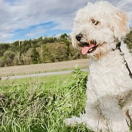 Cooper - Goldendoodle