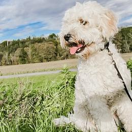 Cooper - Goldendoodle