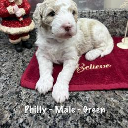 Philly - Cream male Goldendoodle puppy in Annville, Pennsylvania from Bellegrove Goldendoodles