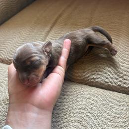 Chocolate and Tan Girl - Chocolate and tan female Dachshund puppy in Gulfport, Mississippi from Candy & Caits Farmstead Mini Doxies