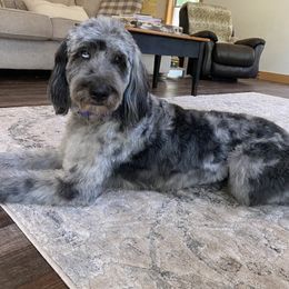 Tesla - Aussiedoodle