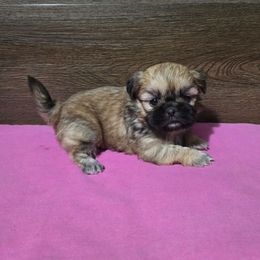 Girl 1 - Gold female Shih Tzu puppy in Meadows Of Dan, Virginia from Walt’s Shih Tzus