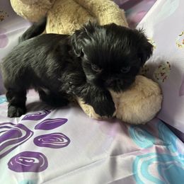 Champ (Kiwi) - Black male Shih Tzu puppy in Bluffton, South Carolina from Cuddly Coastal Cuties