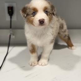 Fawn - Red merle female Australian Shepherd puppy in Lyons, Georgia from Canyon South Aussies