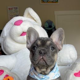 French Bulldog Puppies from LCBMM