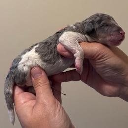 Girl 1 - Merle female Goldendoodle puppy in Ocala, Florida from The Treasured Puppies Department