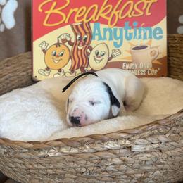 Sausage - White and black male Dalmatian puppy in Claremore, Oklahoma from Lotsofdots Dalmatians