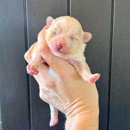 Boy 3 - Red parti male Pomeranian puppy in Stroud, Oklahoma from Laik’s Little Shihtz & Poms