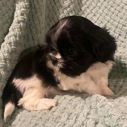 Lily - Black and white female Shih Tzu puppy in Lexington, North Carolina from SCS Shih Tzus