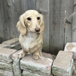 Harley - Dachshund