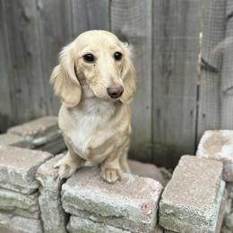 Harley - Dachshund