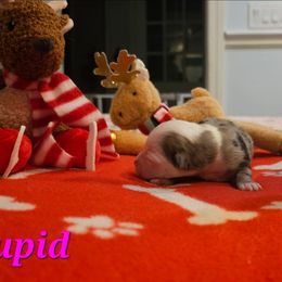 Cupid - Blue merle female Miniature Australian Shepherd puppy in Queen Creek, Arizona from Jaylee's Miniature Australian Shepherds