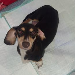 Dixie - Dachshund