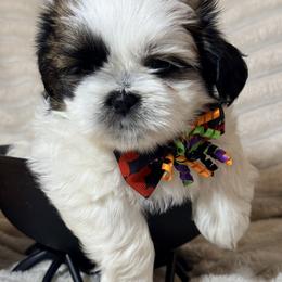 Shih Tzu Puppies from Our ShihTzu Family