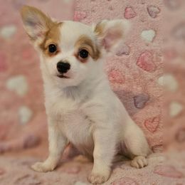 AKC CH DAM MAX IN MAINE - Sable spotted white male Chihuahua puppy in Newport, Maine from Pinewood Acres Chihuahuas