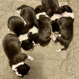 Basenji Puppies from Signet Kennels