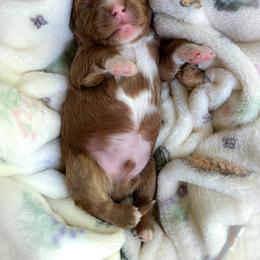Christopher Robin - Red male Cavapoo puppy in Easley, South Carolina from Cutiepie Cavapoos